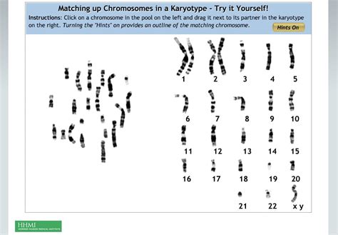 Karyotype Worksheets Answer Key