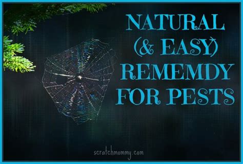 Natural And Easy Remedy For Pests Pests Natural Pest Control Pest