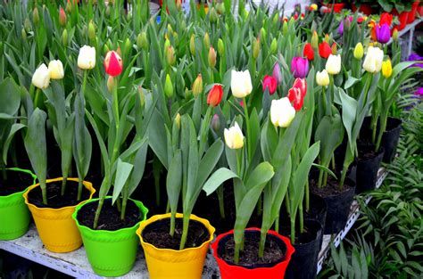 How To Care For Potted Tulips In 4 Easy Steps Krostrade