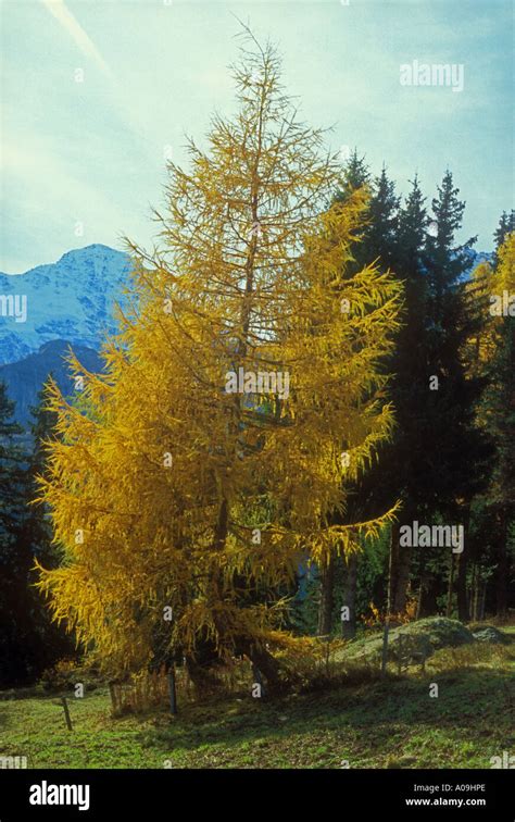 Larch Tree Displaying Autumn Colour Stock Photo Alamy