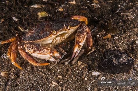 Atlantic Rock Crab Closeup Shot — Seabed Ocean Floor Stock Photo