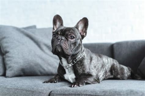 Are French Bulldog Ears Cropped Or Clipped