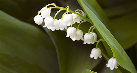 May Flower Lore Lily Of The Valley And Hawthorn Farmers Almanac