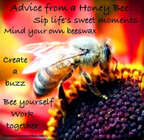 Advice From A Honey Bee Honey Bee Bee Animal Quotes