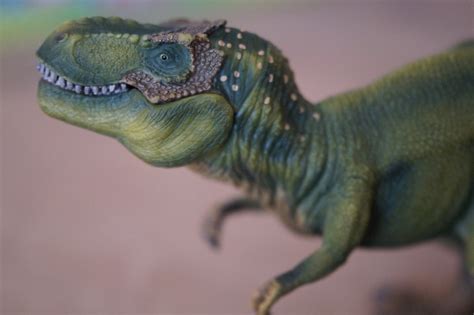 Fotos Gratis Depredador Fauna Tirano Saurio Rex Dinosaurio