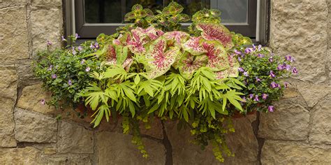 Caladium Care The Ultimate Growing Guide Proven Winners
