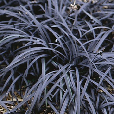 Black Mondo Grass Nigrescens Ophiopogon Planiscapus My Garden Life