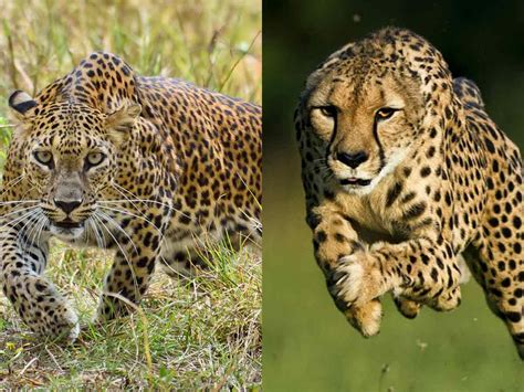 Cheetah Vs Leopard Who Will Win