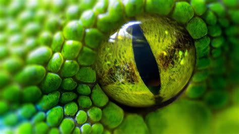 View Larger Image Data Src Most Popular Snake Eye Green Snake Eye