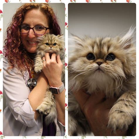 For example, when i was looking for a new veterinarian in new orleans, i called six different clinics. Vet Near Me 32746 - Cat-Friendly Practice - Lake Emma ...