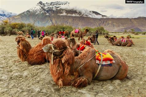 Double Humps Camel At Hunder Sand Dunes Nubra Valley Flickr