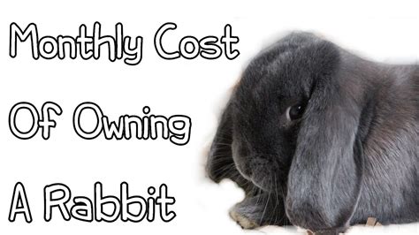 Monthly Cost Of Owning A Rabbit Youtube