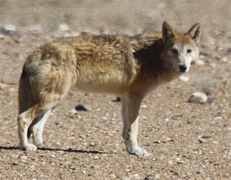 The Ambigious Taxonomy Of The Elusive Himalayan Wolves