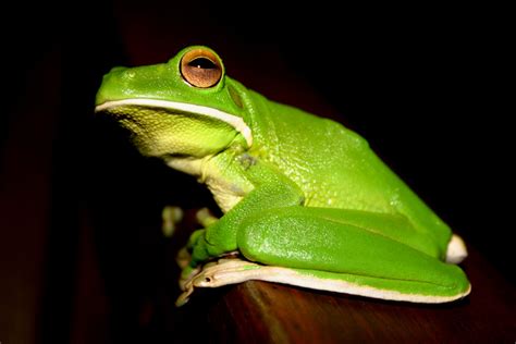 Green Frog 1 Photograph 1400105