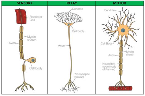 Biopsychology Sensory Relay And Motor Neurons Psychology Tutor2u