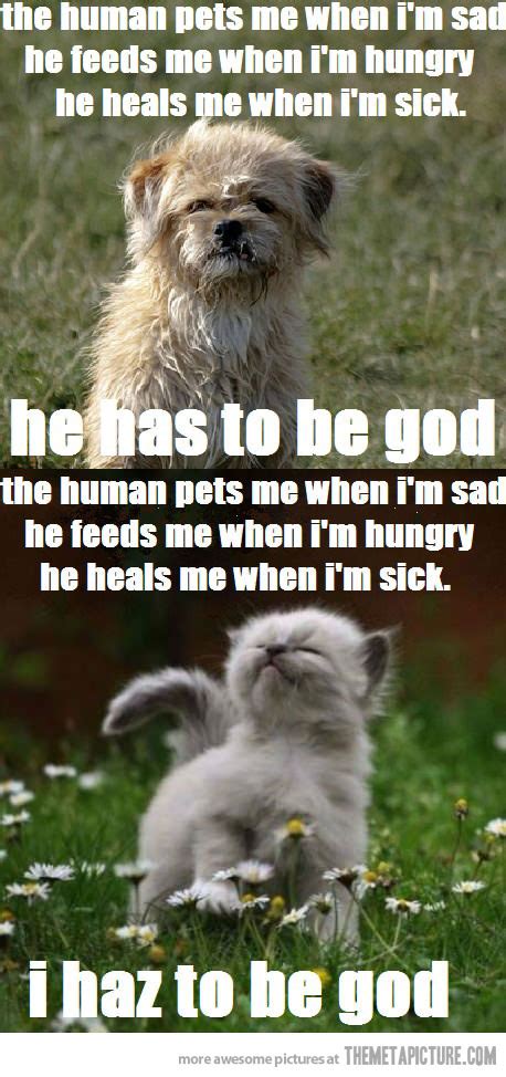 Quotes Funny Cats And Dogs Quotesgram