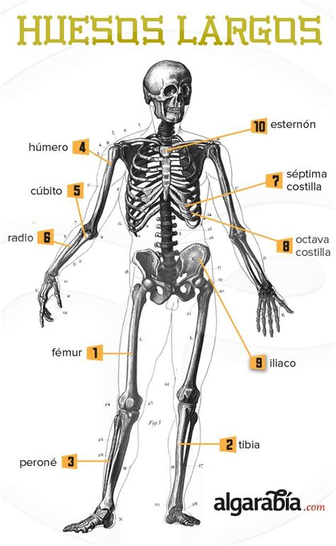 Top 10 Huesos Largos Anatomia Humana Huesos Anatomia Y Fisiologia