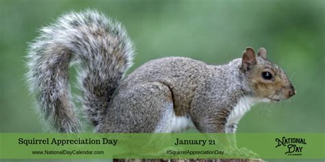 Squirrel Appreciation Day January 21 Squirrel Appreciation Day