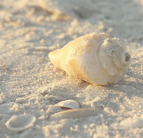 Sea Shells By Kim Hojnacki Sea Shells Shell Art Print Beach Aesthetic