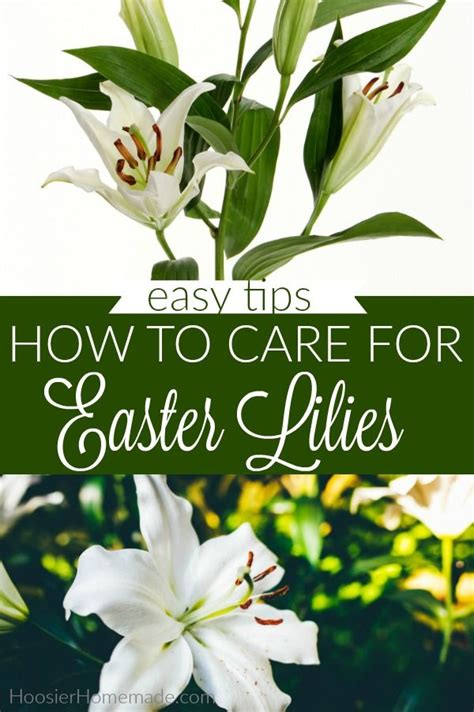 Easter Lily Care How To Care For Easter Lilies Easterlilycare