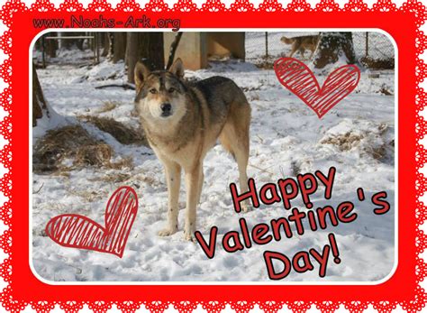 Happy Valentines Day From Grace Wolf Hybrid Noahs