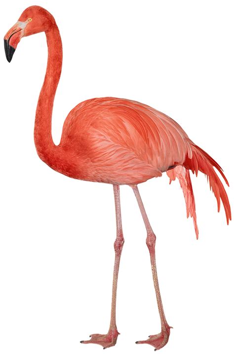 Flamingo Png Transparent Png All