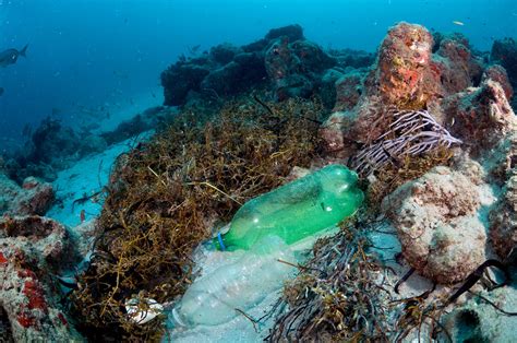 Plastic Pollution Is Killing Coral Reefs 4 Year Study Finds Ncpr News