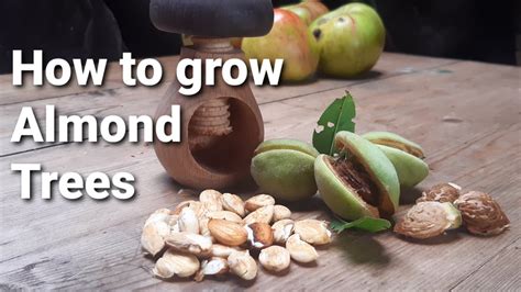 How To Grow Almond Trees In The Uk Youtube
