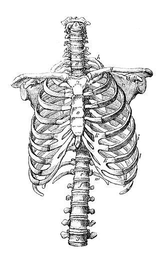 Antique Medical Scientific Illustration High Resolution Rib Cage