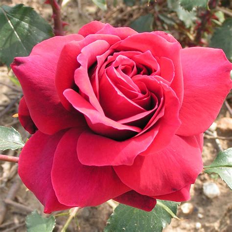 Newsflash Shrub Rose Quality Roses Direct From Grower