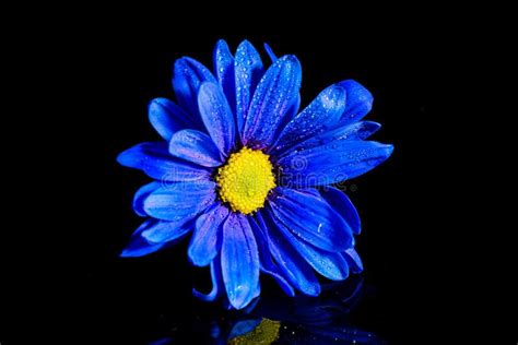 Blue Flower Macro Stock Image Image Of Decoration Studio 93221291