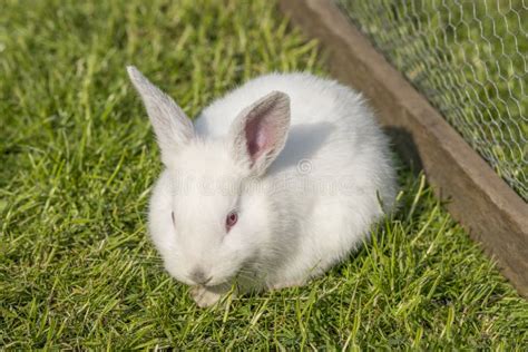 White Albino Rabbit Stock Photo Image Of Albino Green 41478484