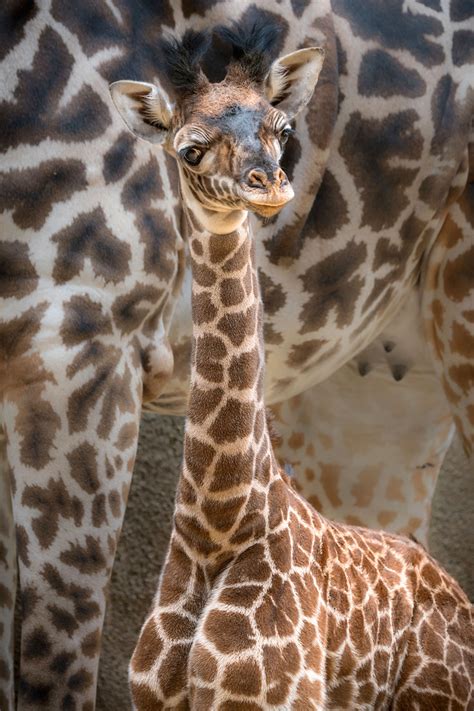 La Zoos New Baby Masai Giraffe Arrives Just In Time To Celebrate