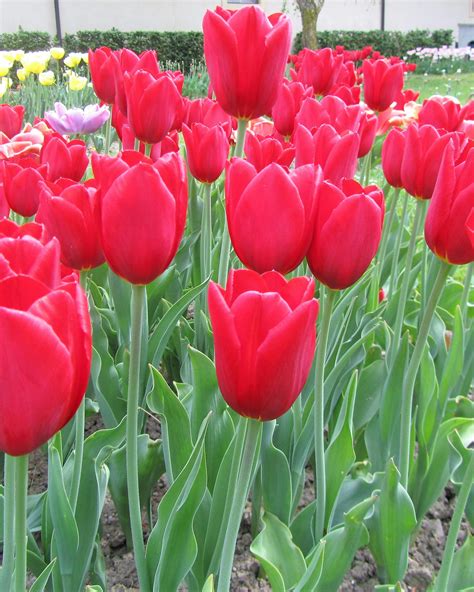 Gambar Bunga Tulip Warna Merah Gambar Bagian Tumbuhan