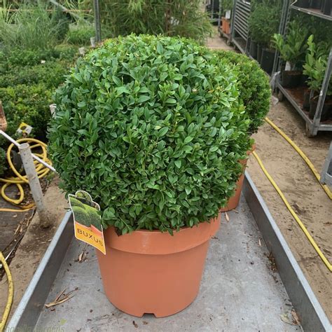 Buxus Ball 40cm Garden Plant Delivery Online Charellagardens