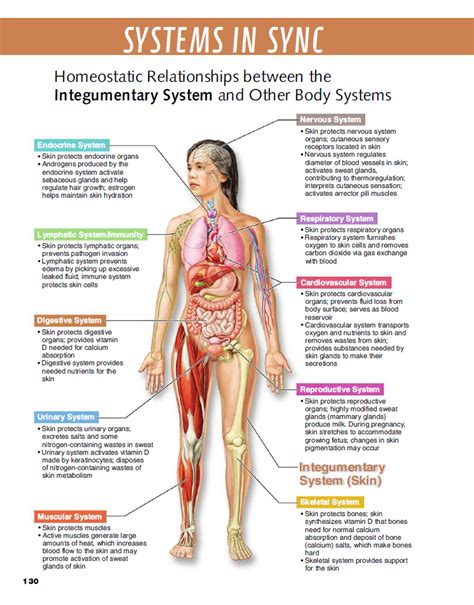 Homeostatic Relationships Between The Integumentary System