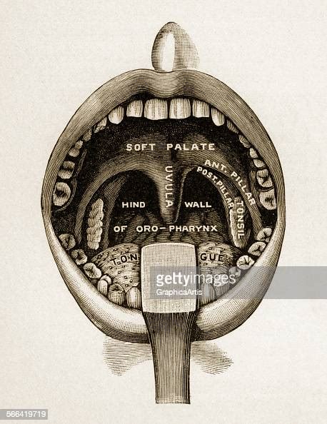 Medical Illustration Of The Interior Of The Human Mouth Showing The