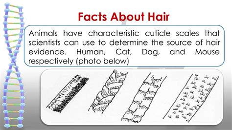 All About Hair Ppt