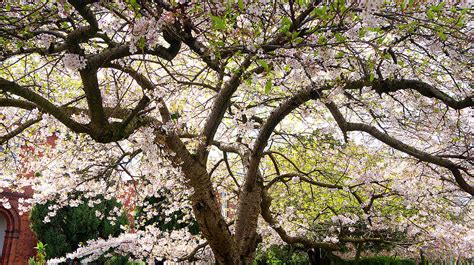 A Cherry Blossom Tree In Full Bloom By Leverstock