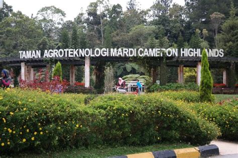 East of the city ipoh. 20 Tempat Menarik Di Cameron Highland. Wah Cantiknya ...