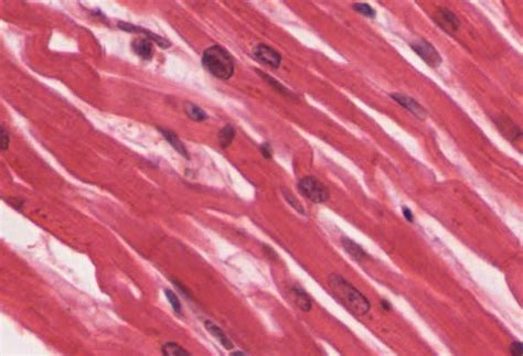 Cardiac Muscle Tissue · Anatomy And Physiology