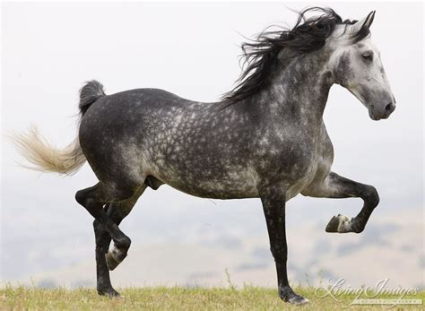 Ojai Ca Purebred Horse Dappled Grey Andalusian Doing Passage Horse