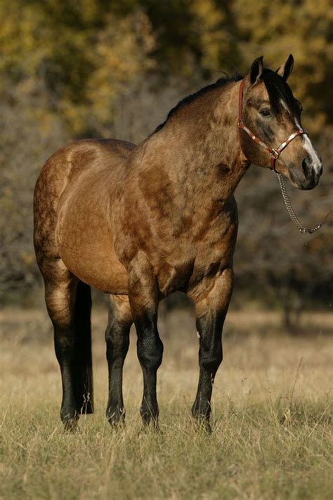 Dappled Buckskin Quarter Horse Horse Breeds Horses