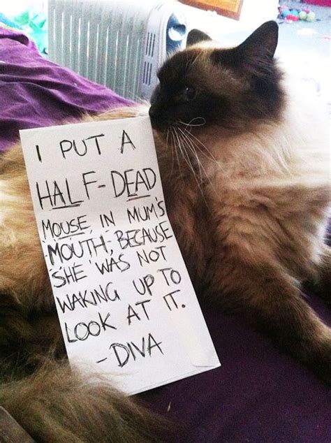 Owner Finally Gets Payback With Hilarious Pet Shaming Sign Cat