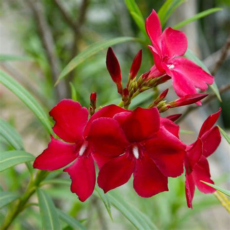 Buy Flowering Shrubs Online Best Flowering Shrubs In India