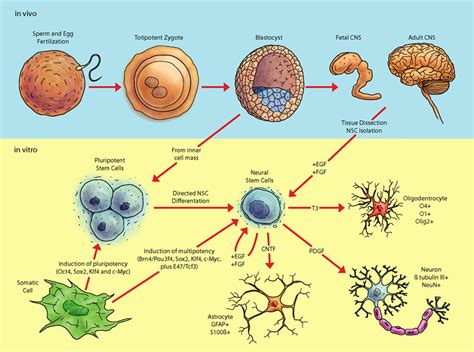 Pathway Of Pluripotent Stem Cells To Neural Cell Populations