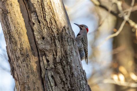 Bird The Northern Flicker In Spring Natural Scene From State Park Of