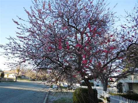 Tree With Multi Color Blossoms On Oak Near 6th Street In Paso Robles