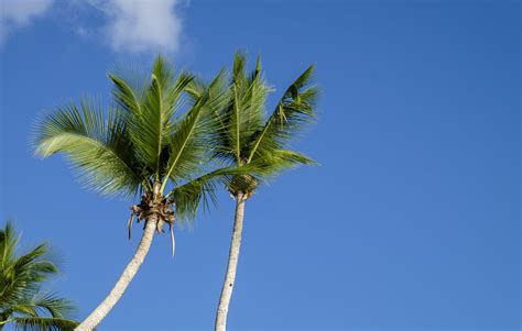 Low Angle View Of Palm Trees Against Sky Stockfreedom Premium Stock