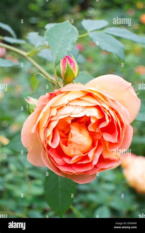 Lady Of Shalott English Rose Bred By David Austin Shrub Rose Stock